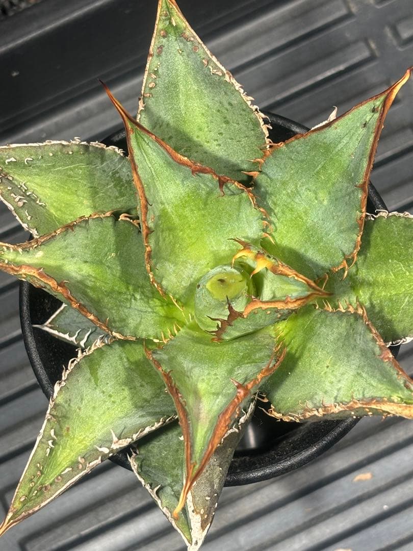 特出！アガベチタノタ金蟾王（極上株）超S級最高級品種大量ブツブツsuper良形！