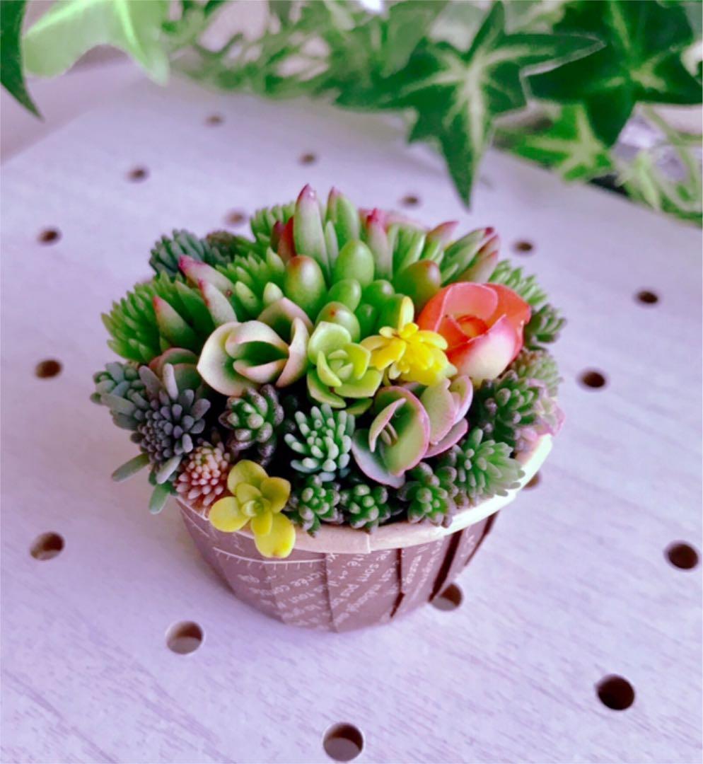 ★★セダム畑❤️★寄せ植え★ちまちまキュンキュン★このまま飾れます★多肉植物