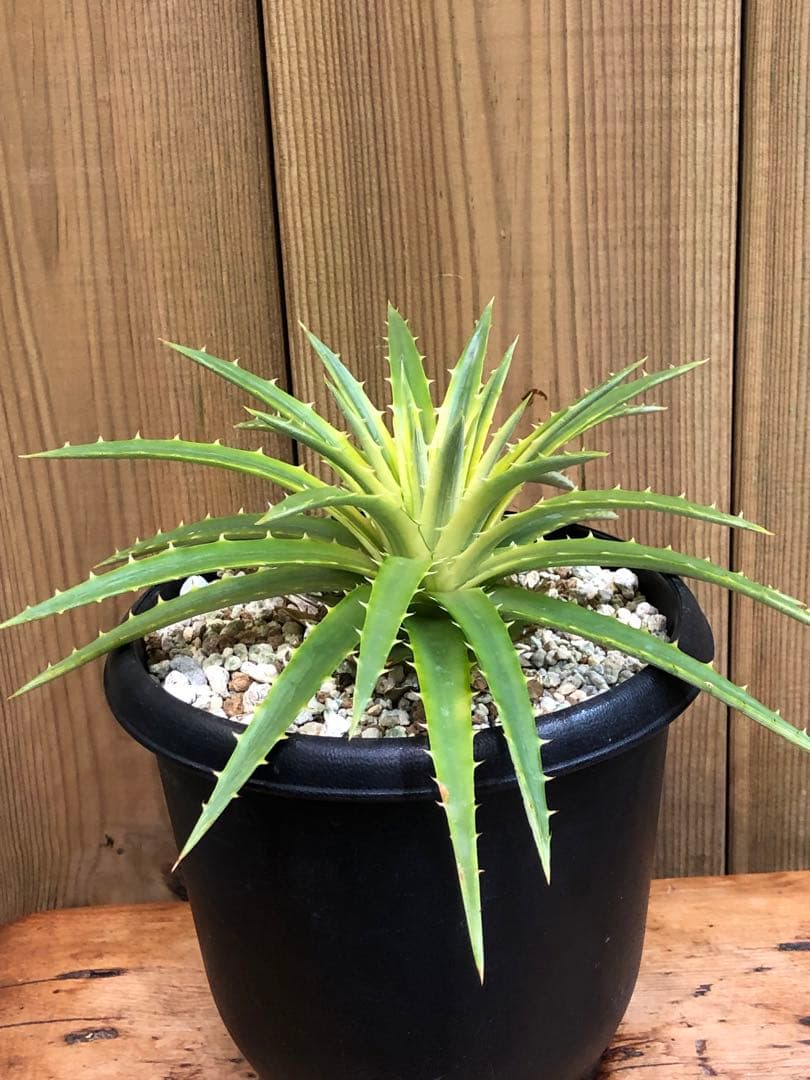 ディッキア・パリダ