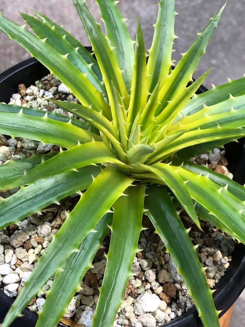 ディッキア・パリダ