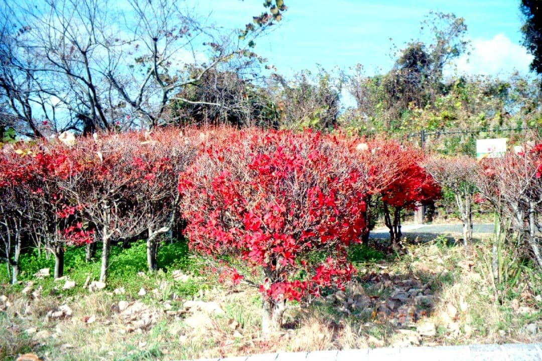 オートボーイ S(スーパー) / 動作確認・作例有り