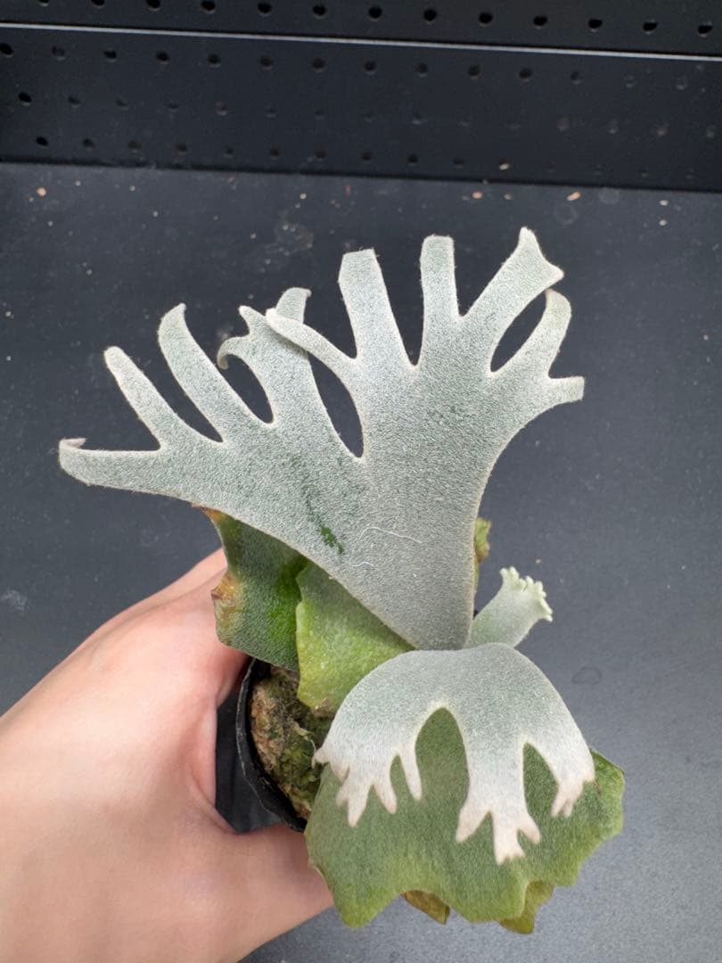 【平凡之鹿】YMDS Totoro HHRナーセリータグ付け #144