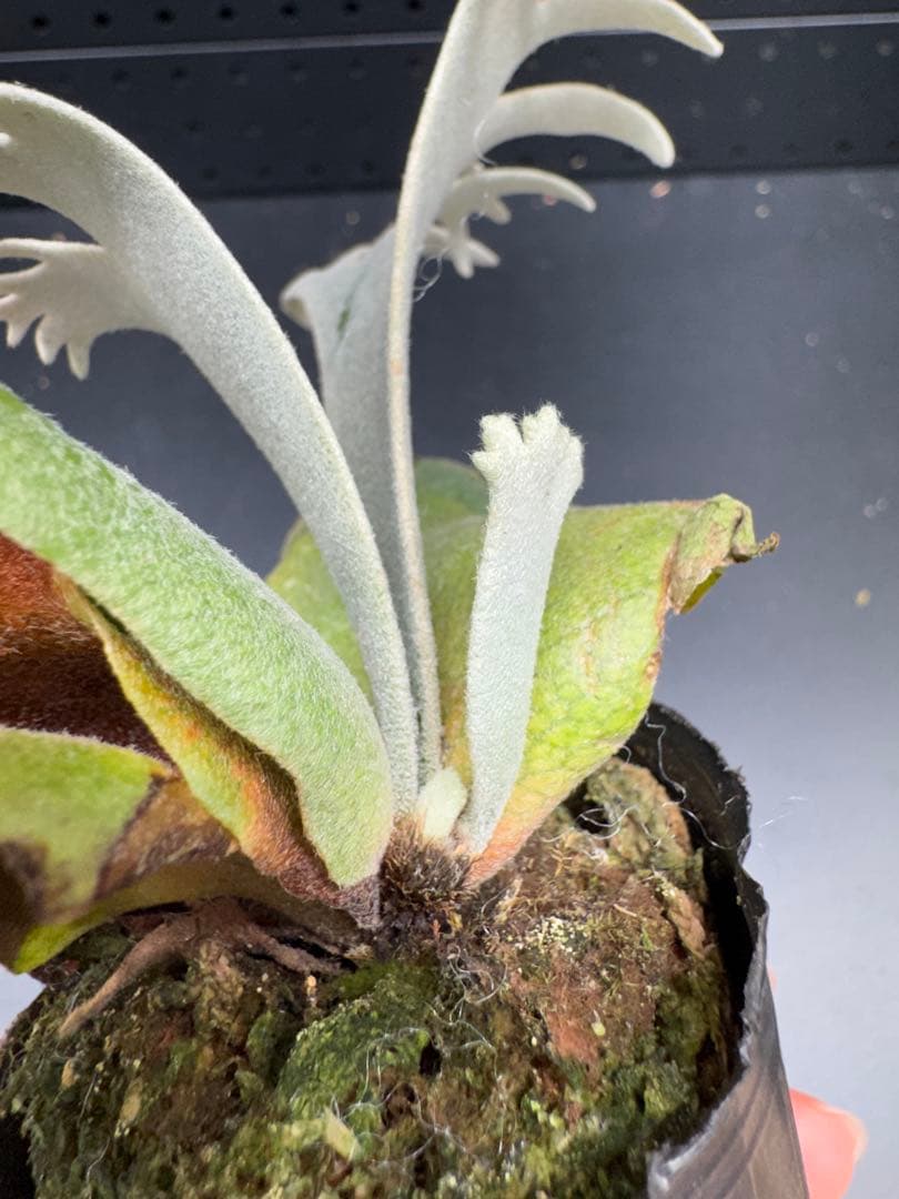 【平凡之鹿】YMDS Totoro HHRナーセリータグ付け #144