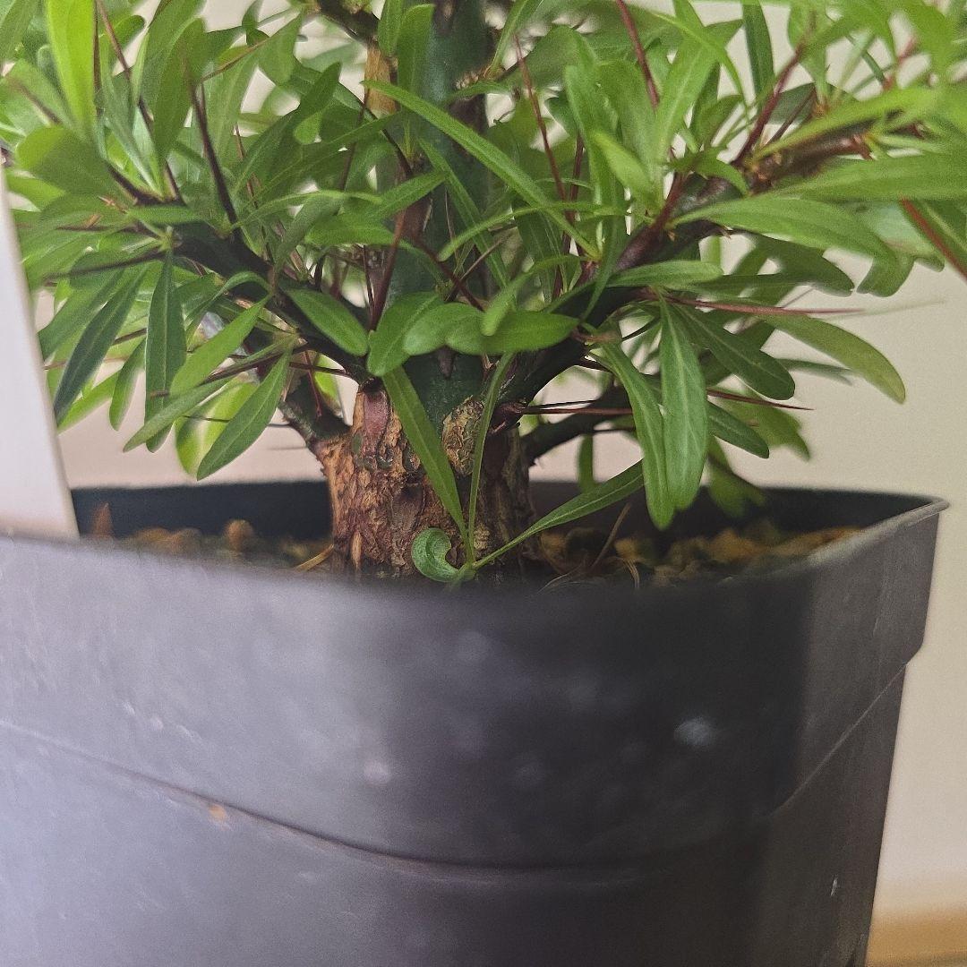 フォークイエリア プルプシー 実生の挿し木です No.D