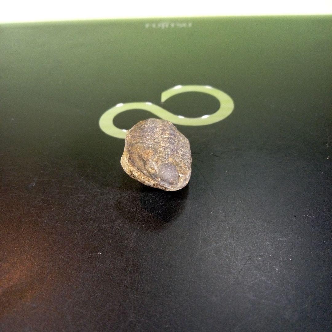 三葉虫　化石　fossil　海　ボリビア産　trilobite　海生動物種別②