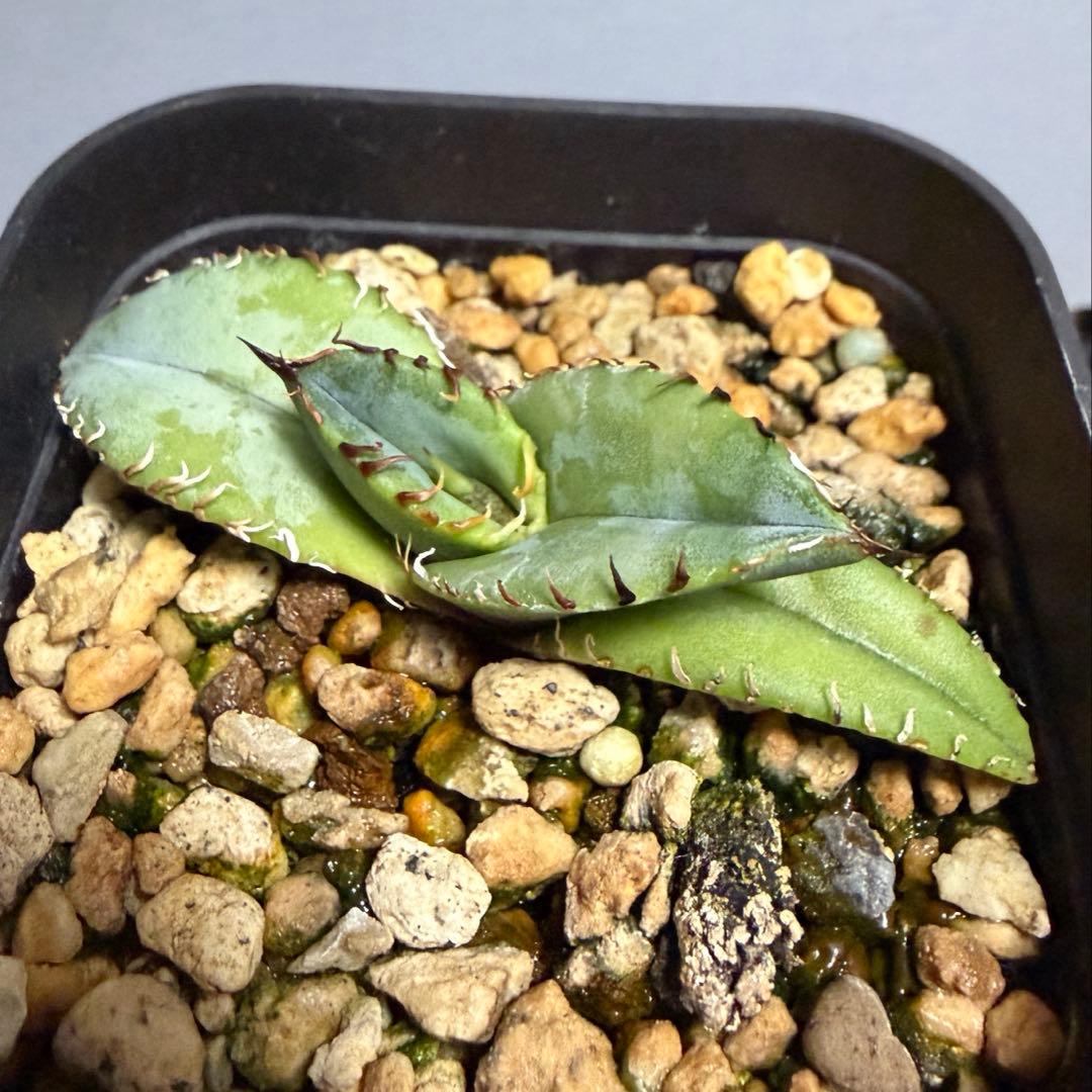 agave titanota 'creep' a.k.a. 'beast' 青葉