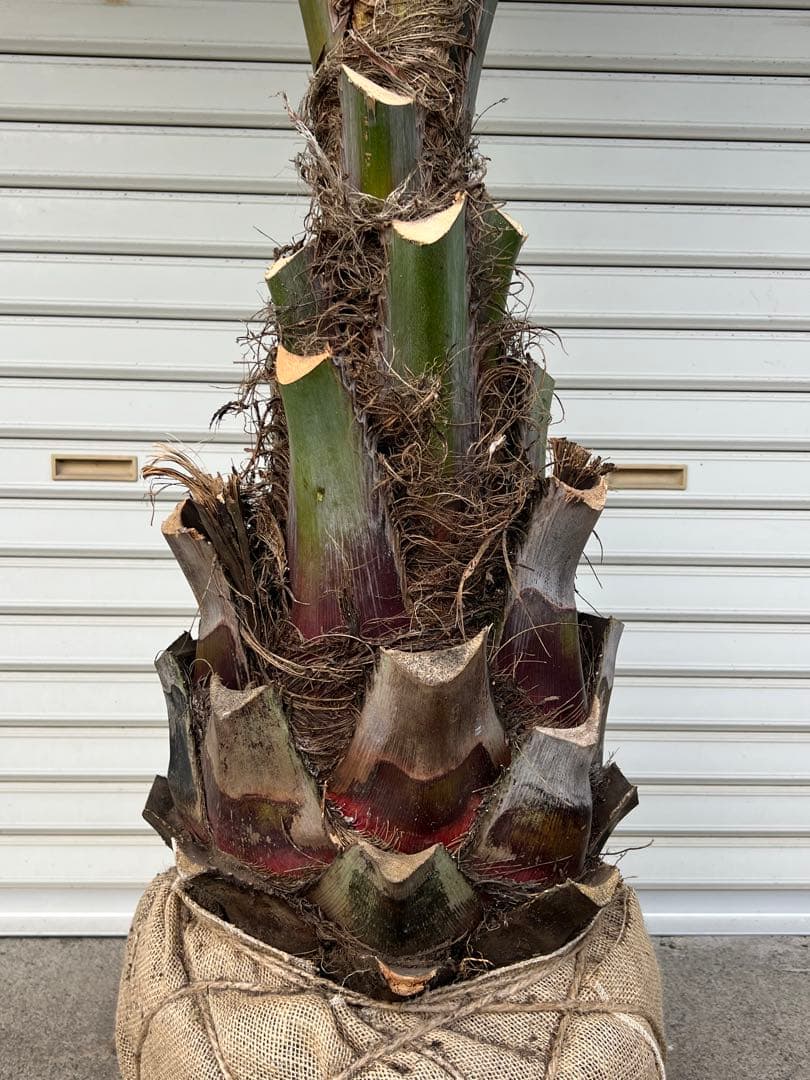 ココスヤシ　極太株　ドライガーデン　カルフォルニアスタイル　送料込み価格