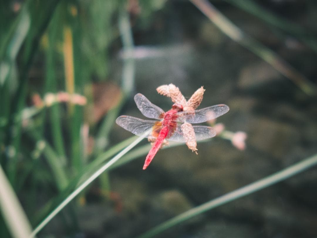 ズノーの中望遠！ZUNOW Cine 38mm F1.1 オールドレンズ