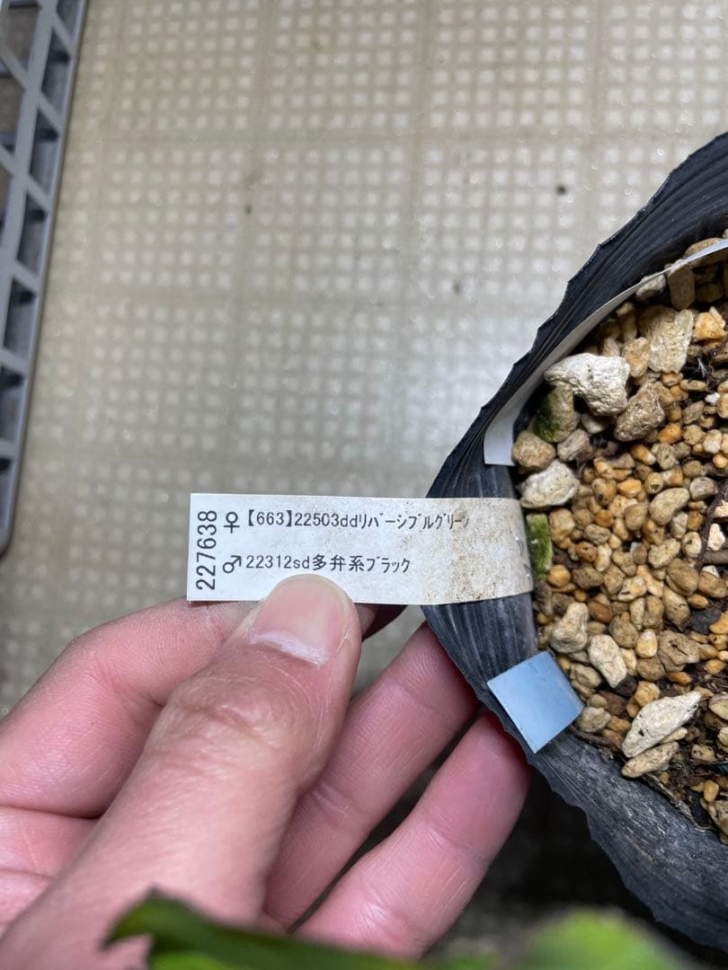 加藤農園 ブラック系 クリスマスローズ 美品