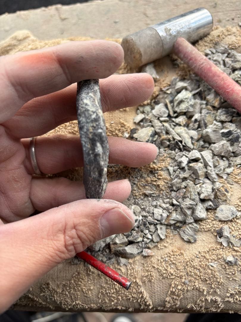 新種のステゴサウルスの棘の破片　化石　モロッコ　恐竜