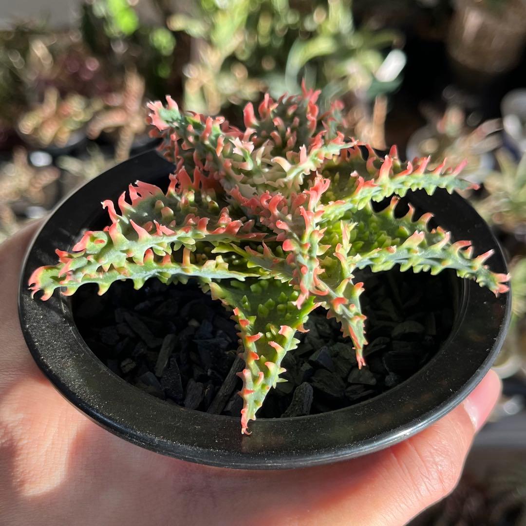 アロエ　TCTハイブリッド　(鉢植えで発送)