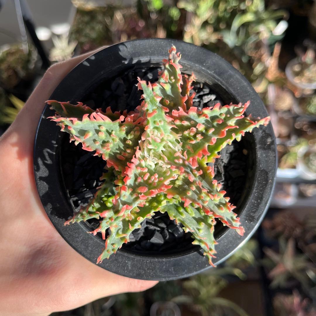 アロエ　TCTハイブリッド　(鉢植えで発送)