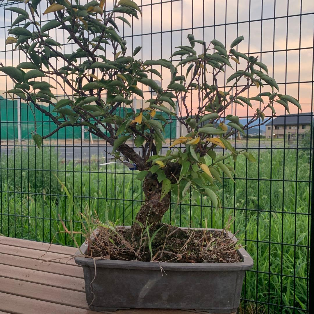 山木　甲州野梅　白一重　咲きます