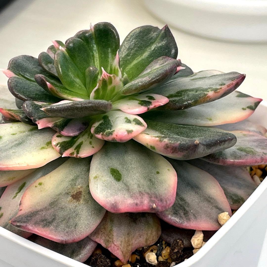 インドネシアから直輸入！　希少種　神秘的な斑入り　ブラックプリンスストライプ錦