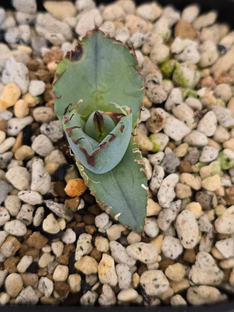 ビースト　産　子株　発根済