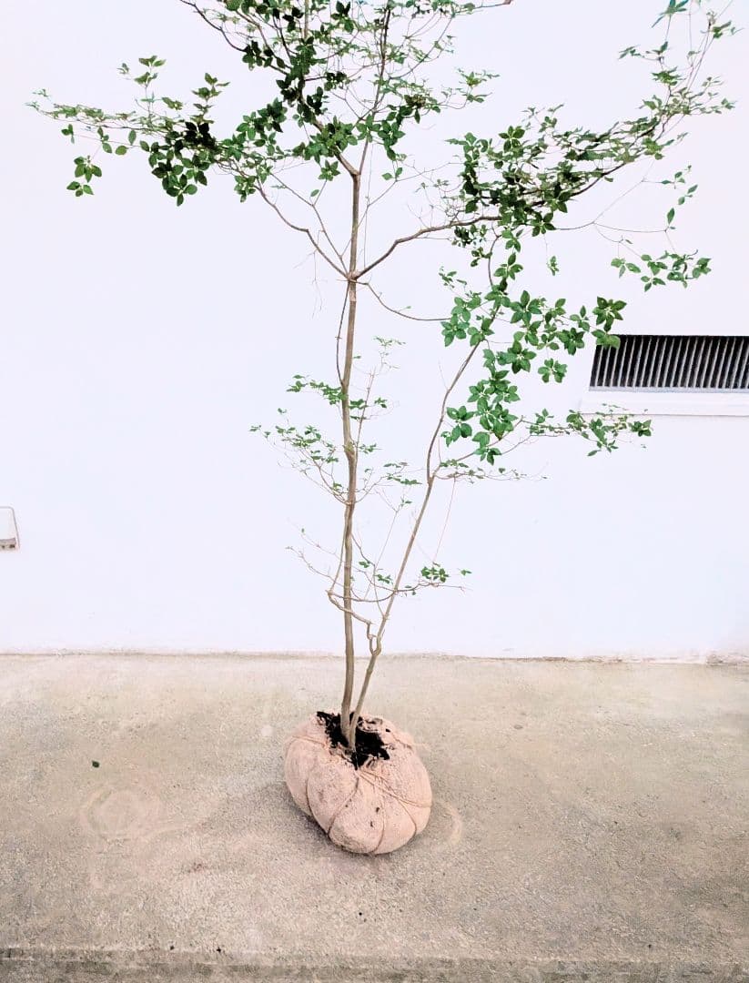 透き通るような。山採りドウダンツツジ。