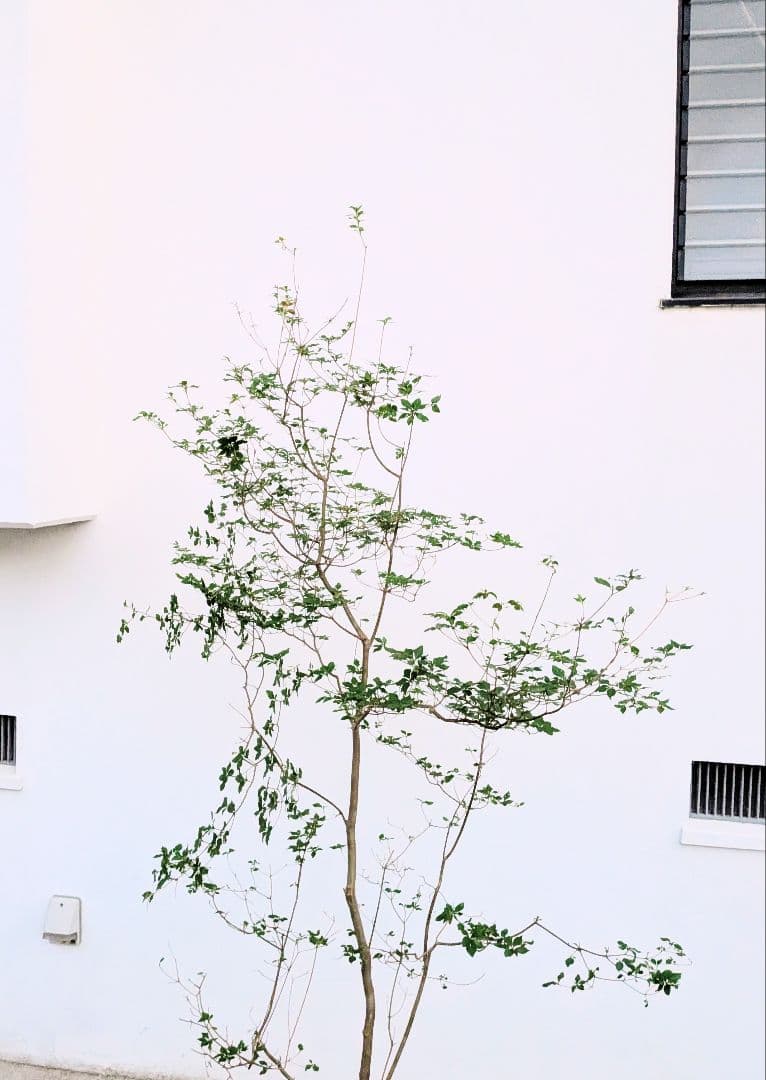 透き通るような。山採りドウダンツツジ。