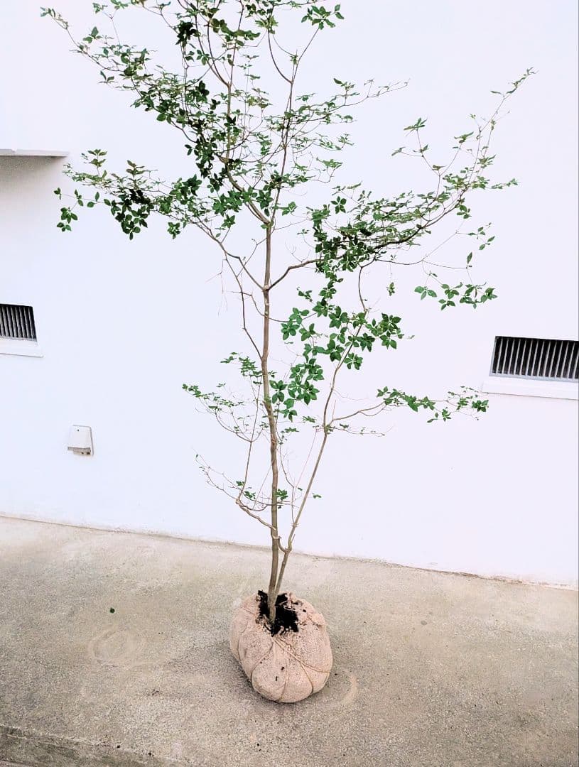 透き通るような。山採りドウダンツツジ。