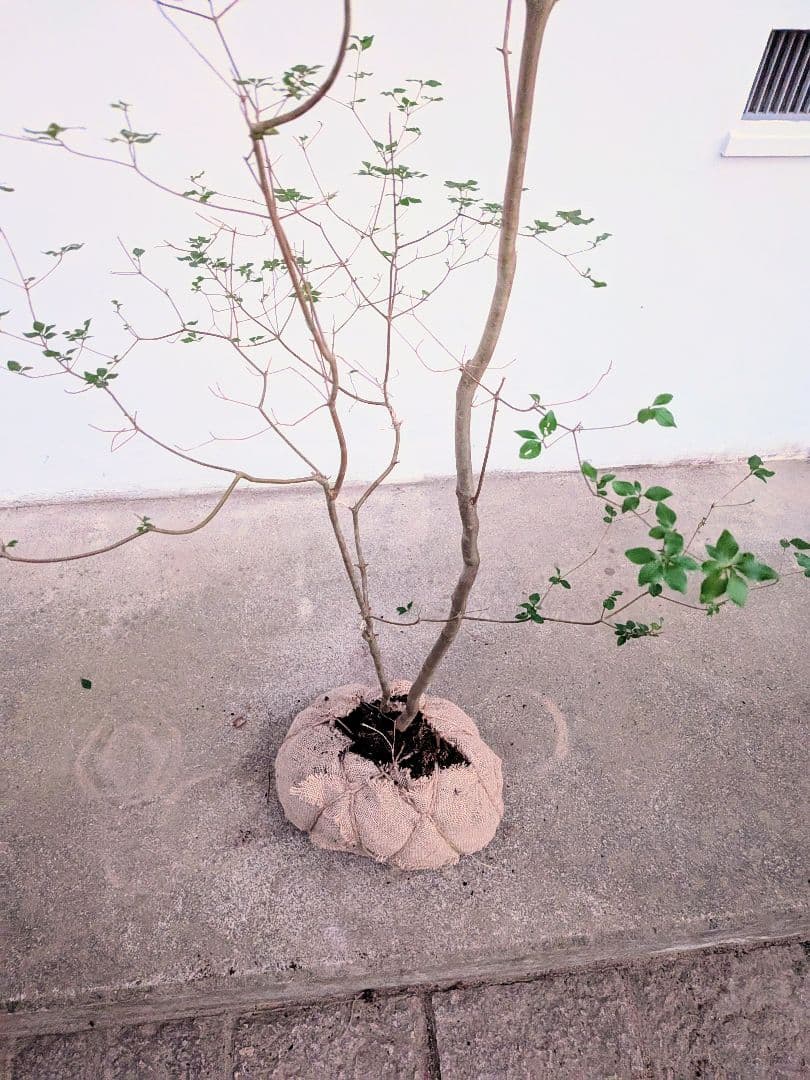 透き通るような。山採りドウダンツツジ。