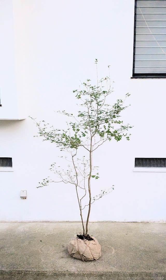 透き通るような。山採りドウダンツツジ。