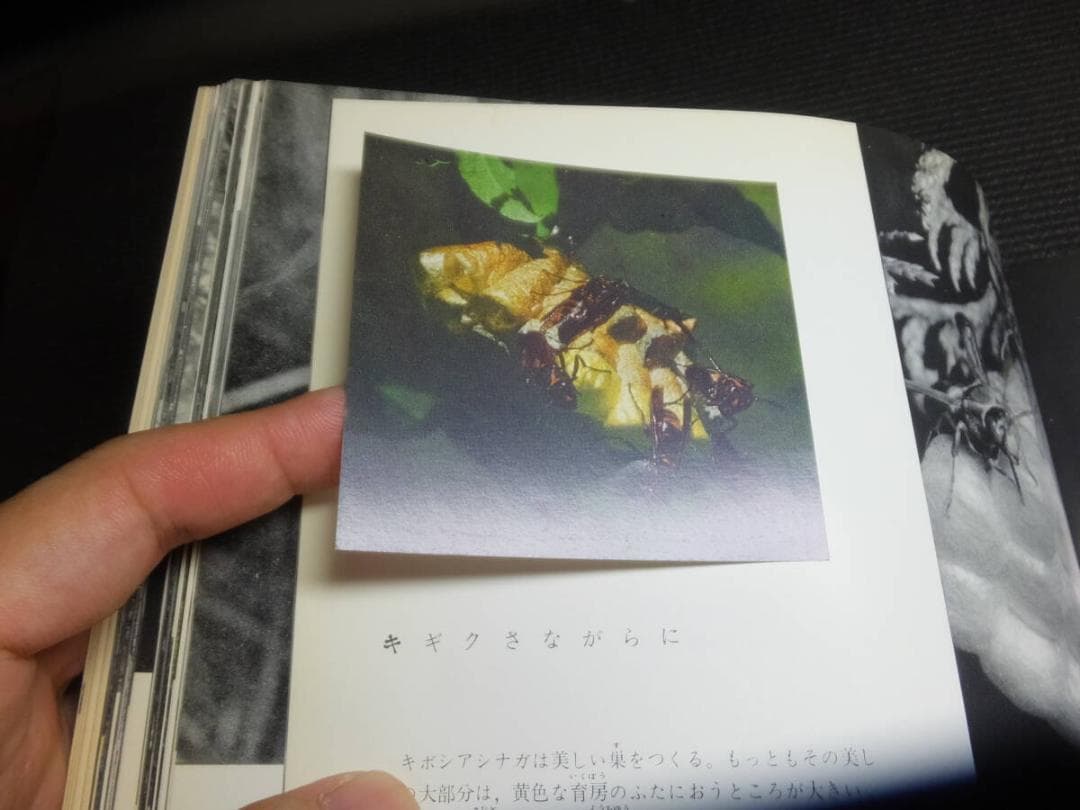 田淵行男！小さなラガーたち！アシナガバチの生態！　　　 　　検高山蝶大雪の蝶標本