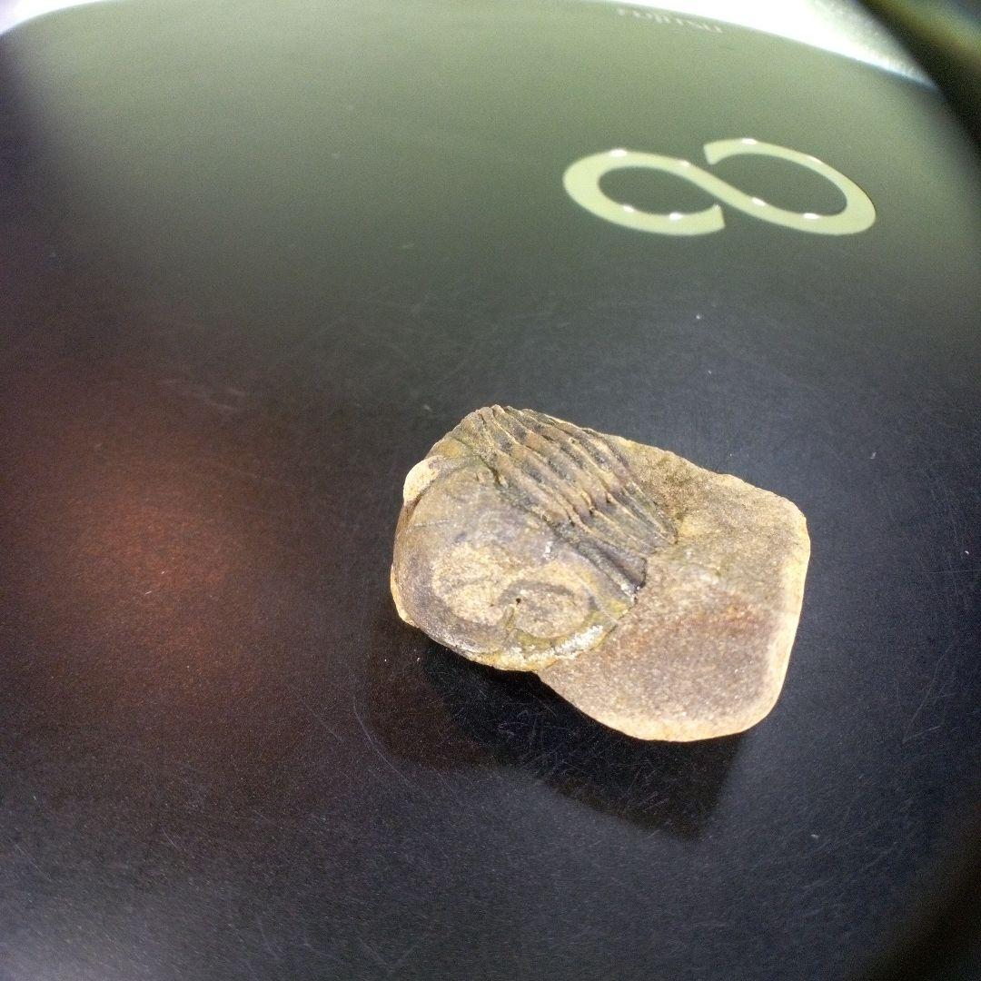三葉虫　化石　fossil　ボリビア産　trilobite　南アメリカ化石郡⑧