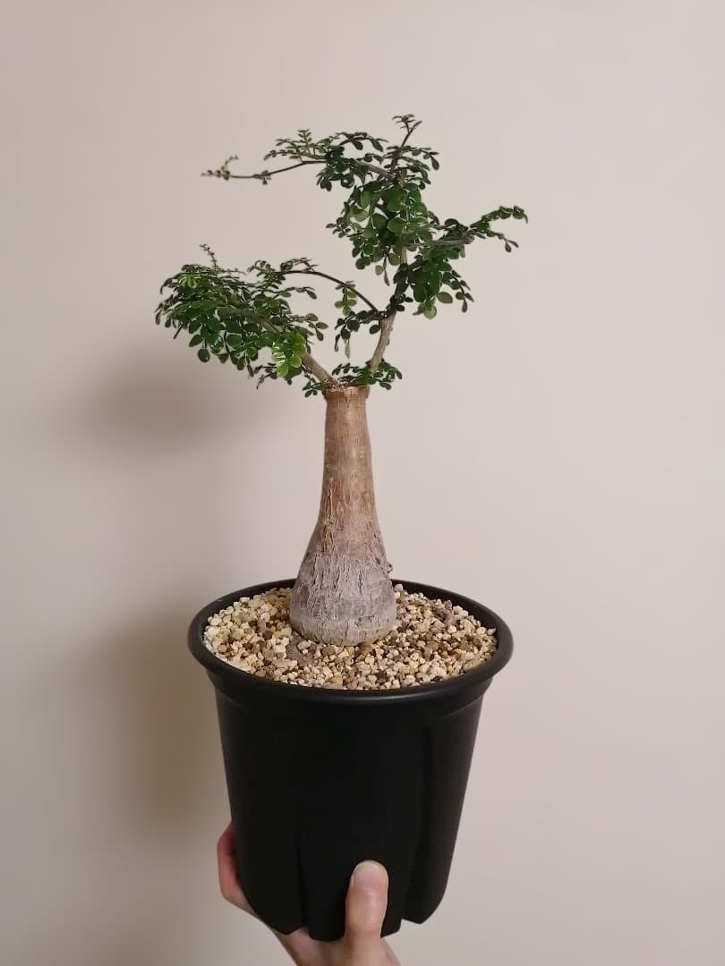 オペルクリカリアデカリー（現地球）