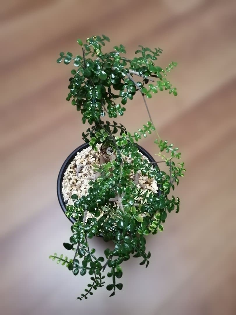 オペルクリカリアデカリー（現地球）