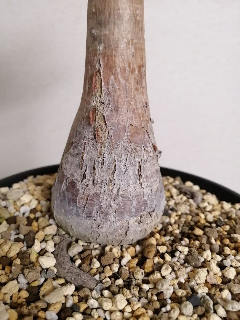 オペルクリカリアデカリー（現地球）