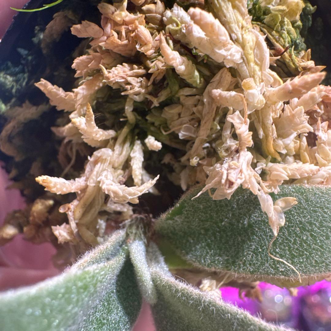 つ*ー様 エルブス　ウィリンキー　ビカクシダ　子株