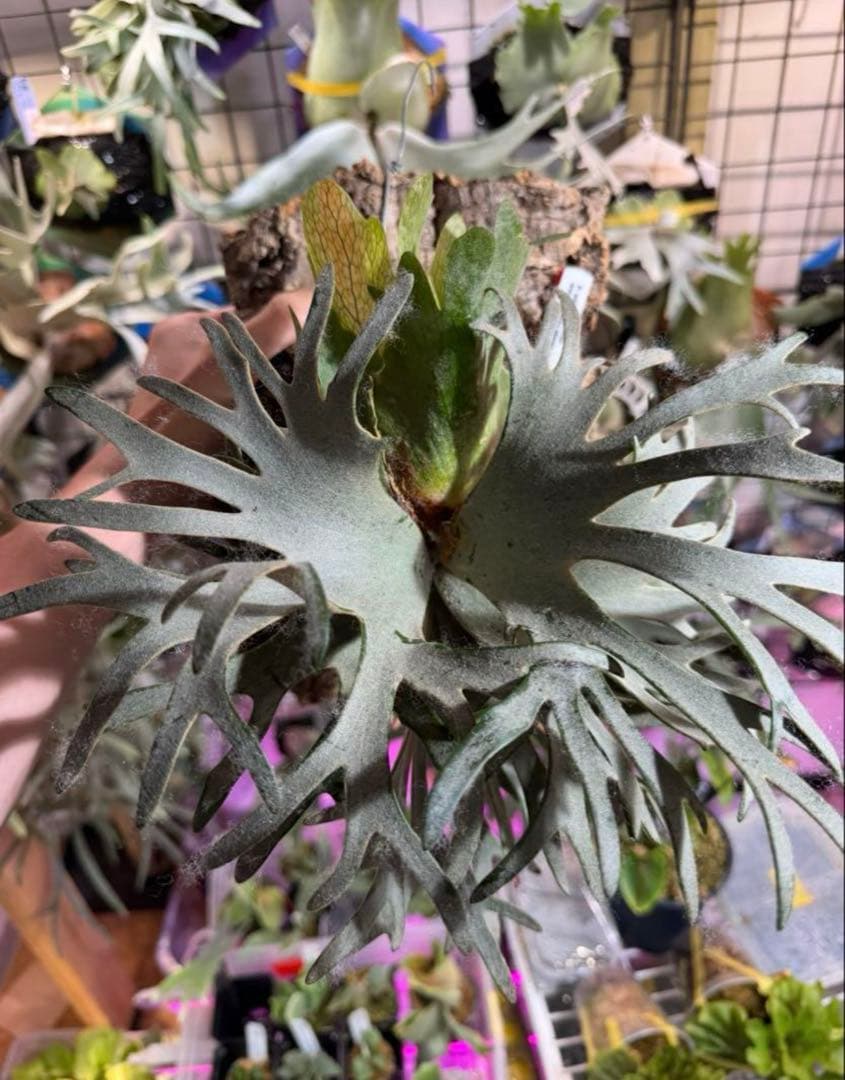 つ*ー様 エルブス　ウィリンキー　ビカクシダ　子株