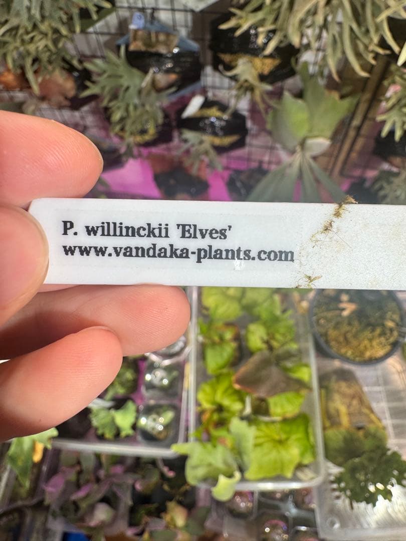 つ*ー様 エルブス　ウィリンキー　ビカクシダ　子株