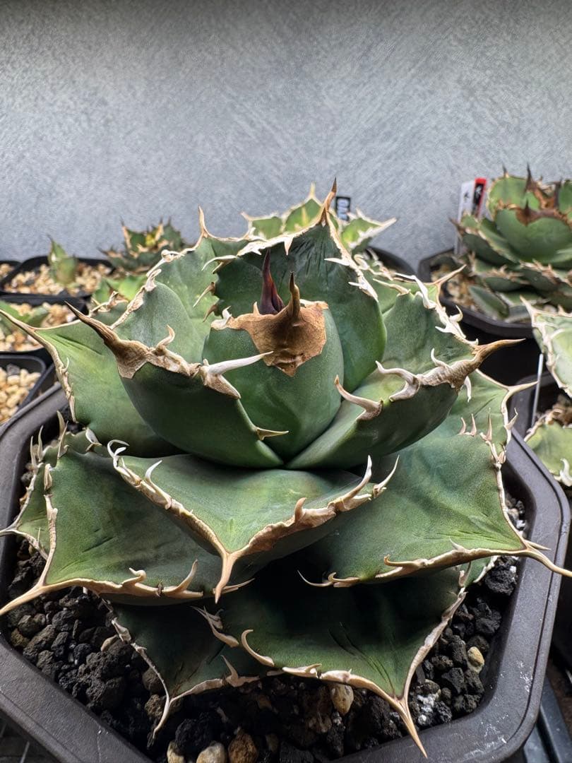 アガベ　オテロイ　実生選抜　中株