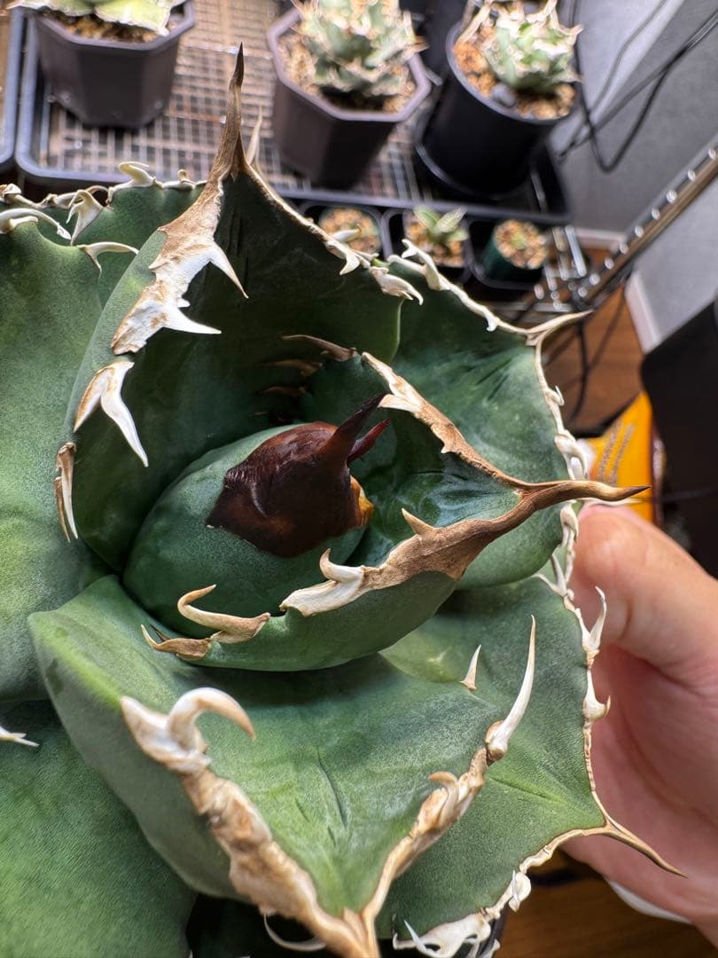 アガベ　オテロイ　実生選抜　中株