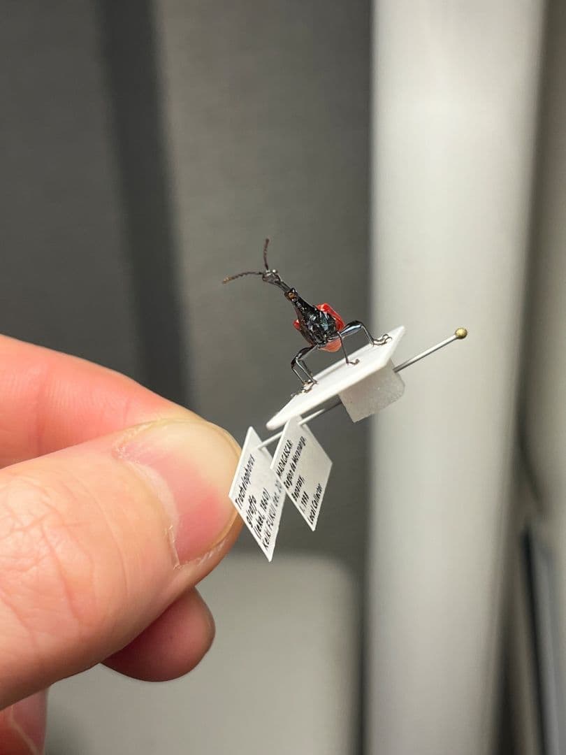 【極美展足】キリンクビナガオトシブミ 立体標本 福井敬貴作品 ハンミョウゾウムシ