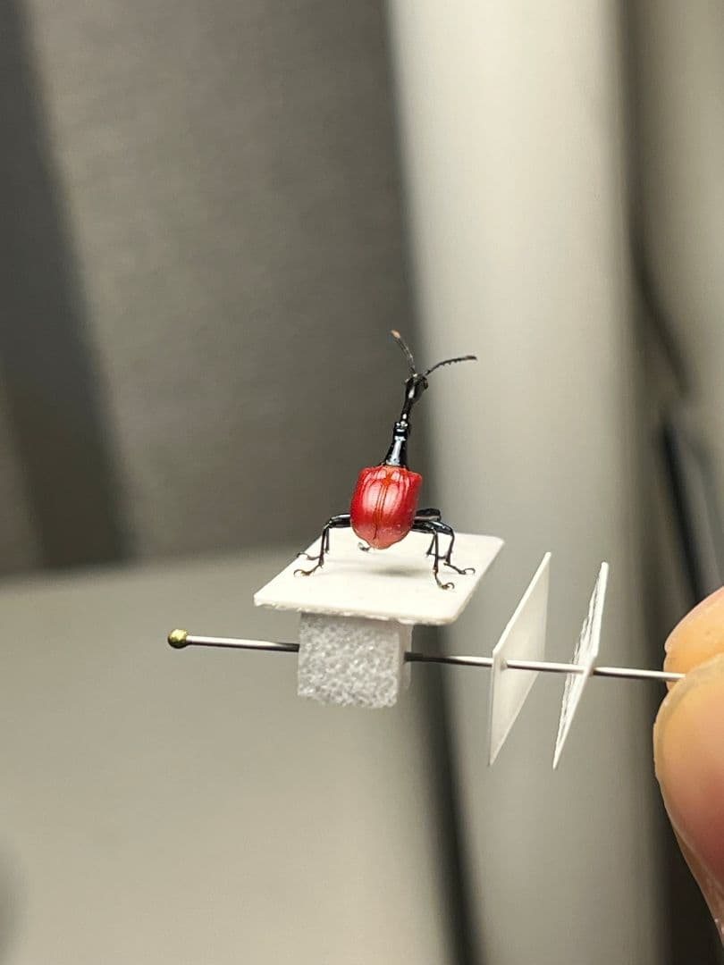 【極美展足】キリンクビナガオトシブミ 立体標本 福井敬貴作品 ハンミョウゾウムシ