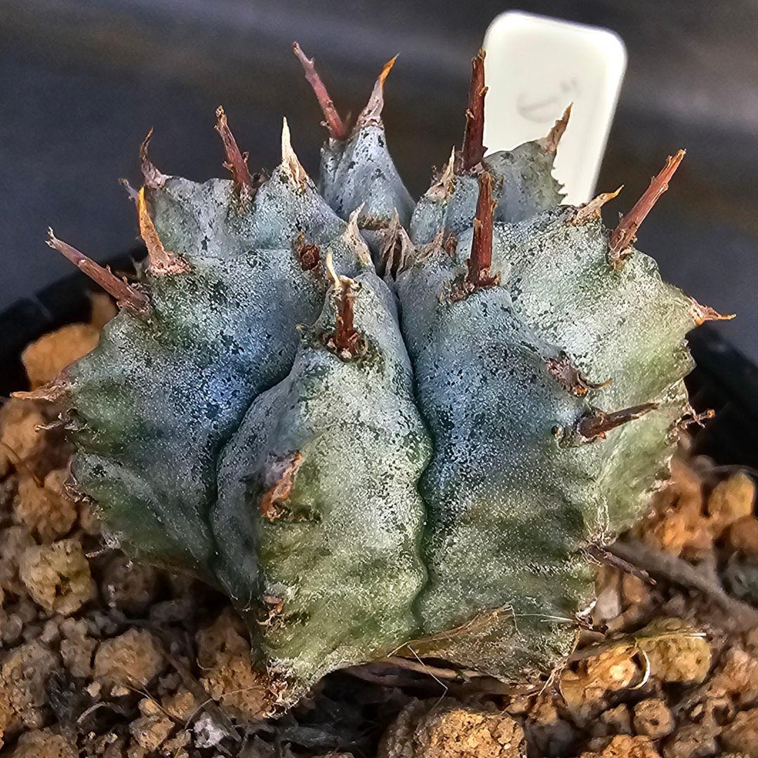 メルカリ便発送&ロウルサンコさんラベル付き☆ユーフォルビア ホリダ ビックバン