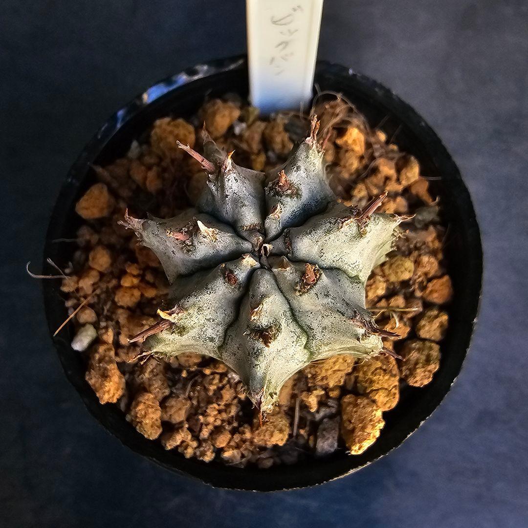 メルカリ便発送&ロウルサンコさんラベル付き☆ユーフォルビア ホリダ ビックバン