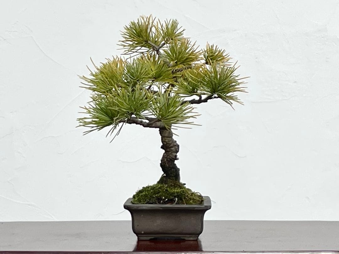 三河盆栽　石鎚五葉松　小品盆栽　盆栽　素材