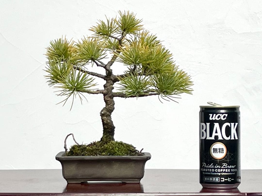 三河盆栽　石鎚五葉松　小品盆栽　盆栽　素材