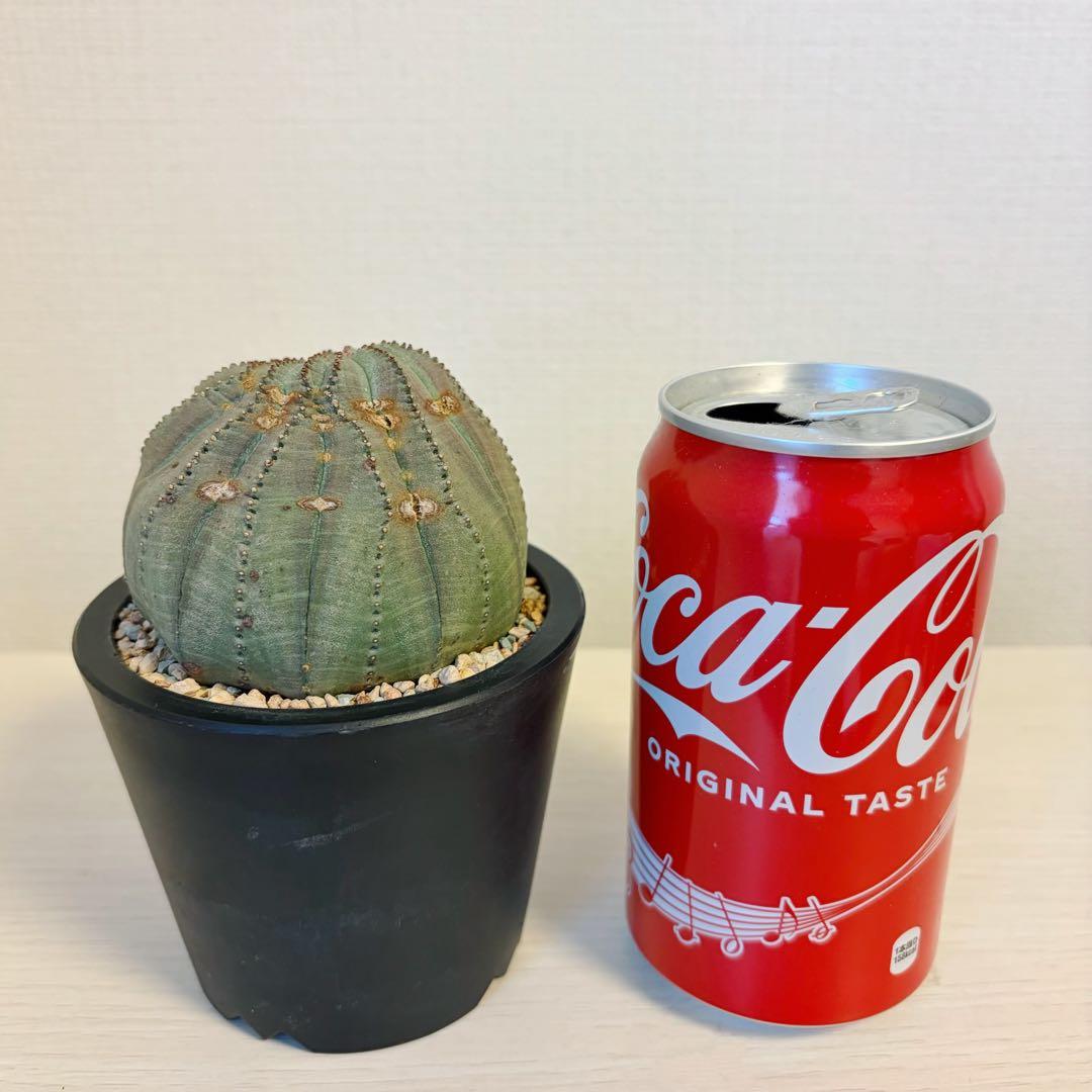 ユーフォルビア オベサ モンスト 大株