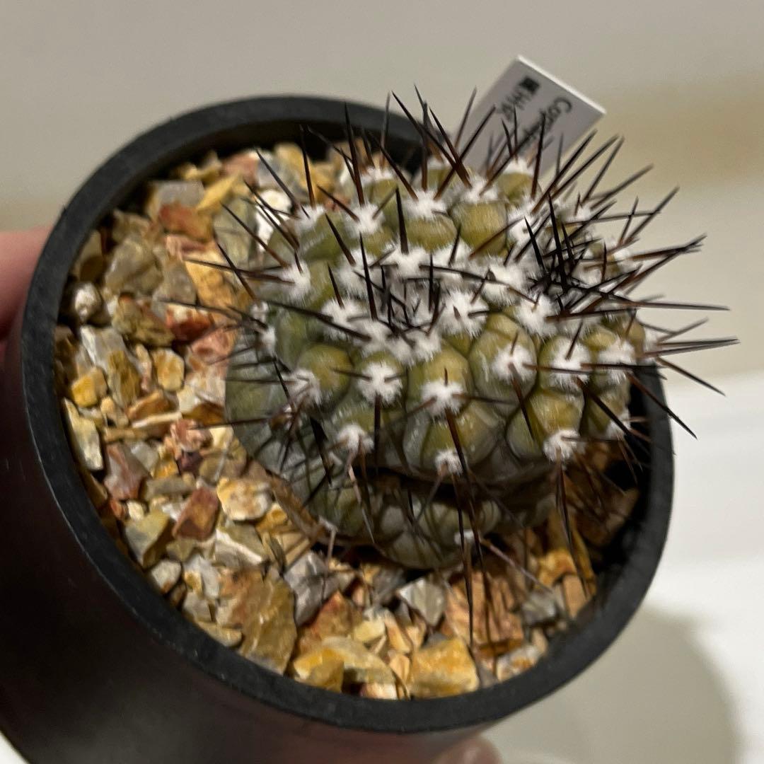 黒王丸実生　モンスト？