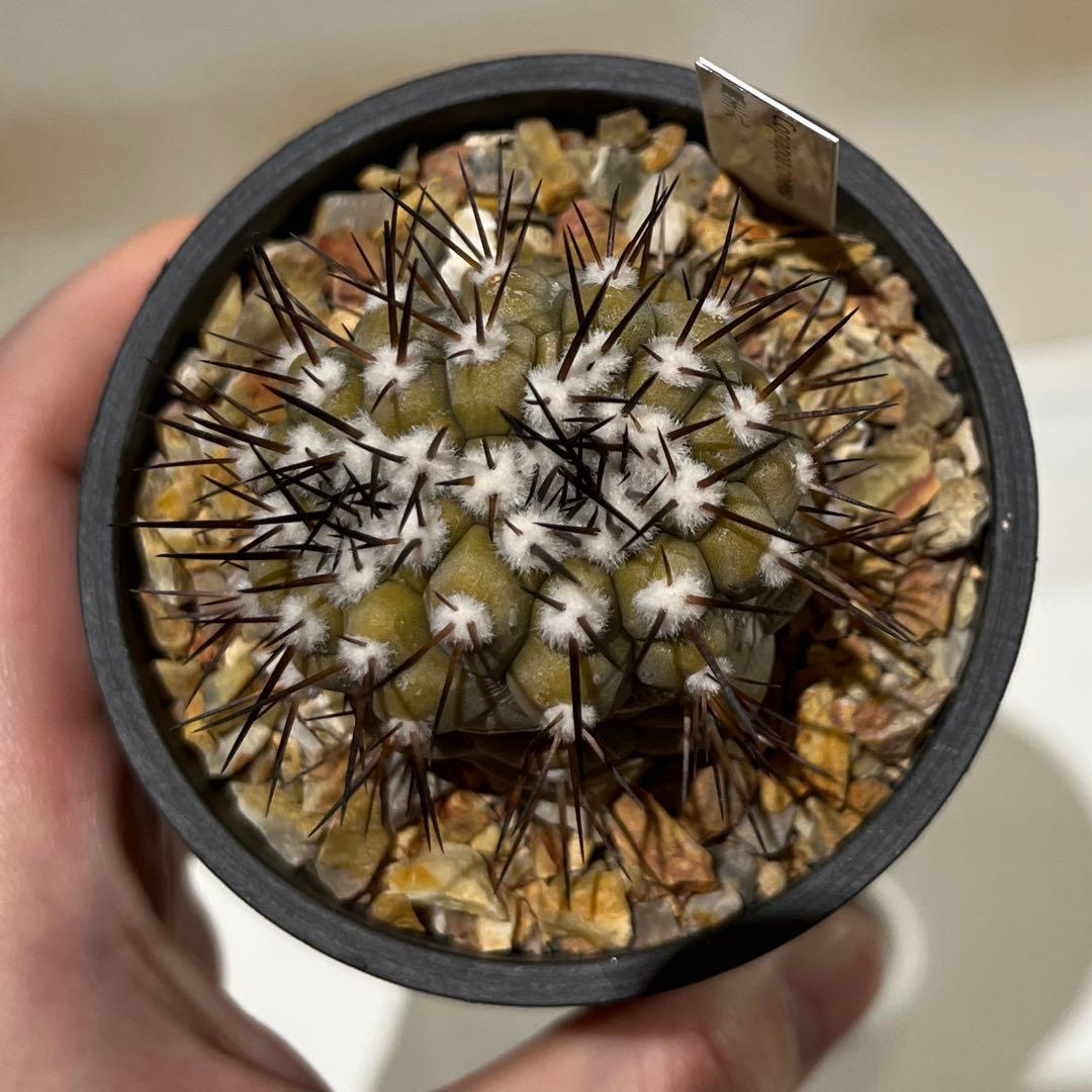 黒王丸実生　モンスト？