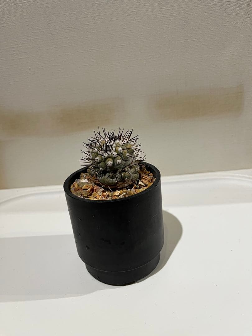 黒王丸実生　モンスト？