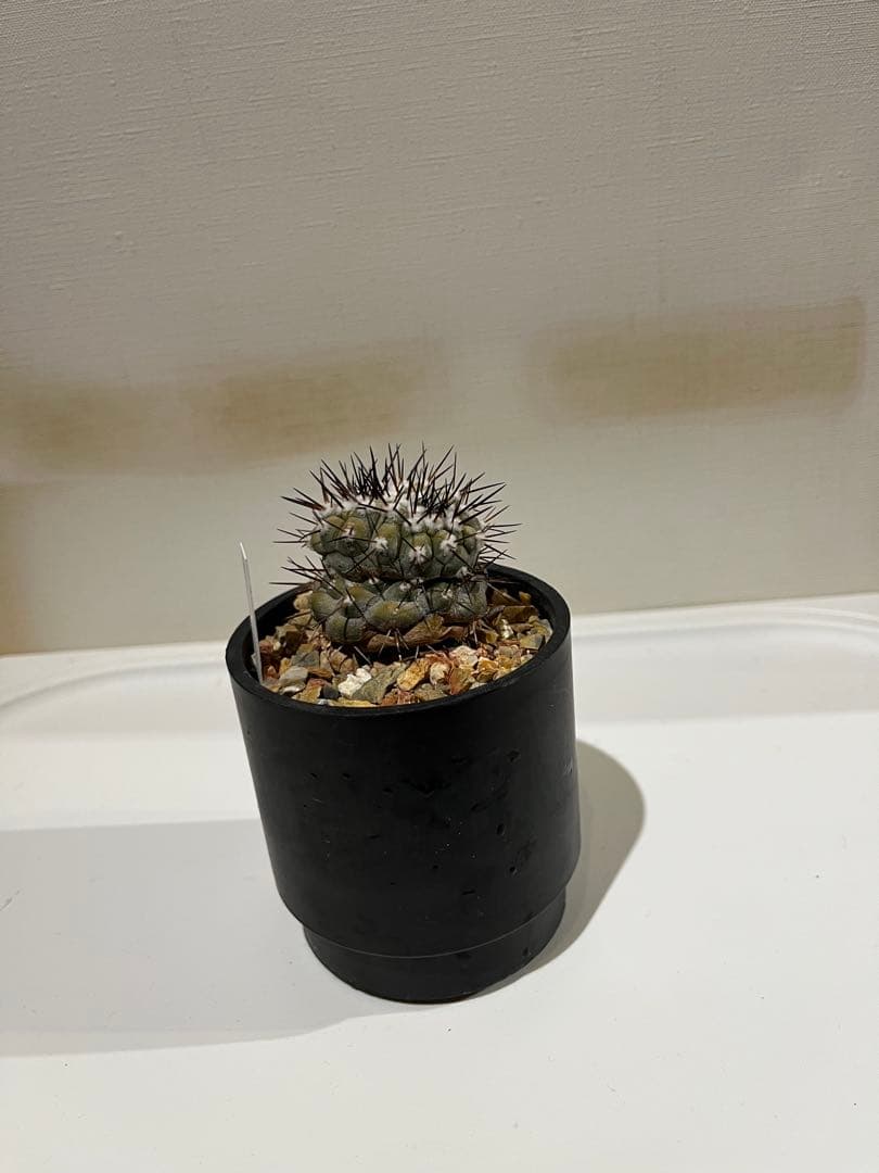 黒王丸実生　モンスト？