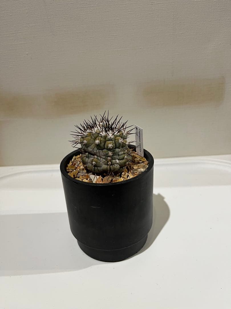 黒王丸実生　モンスト？