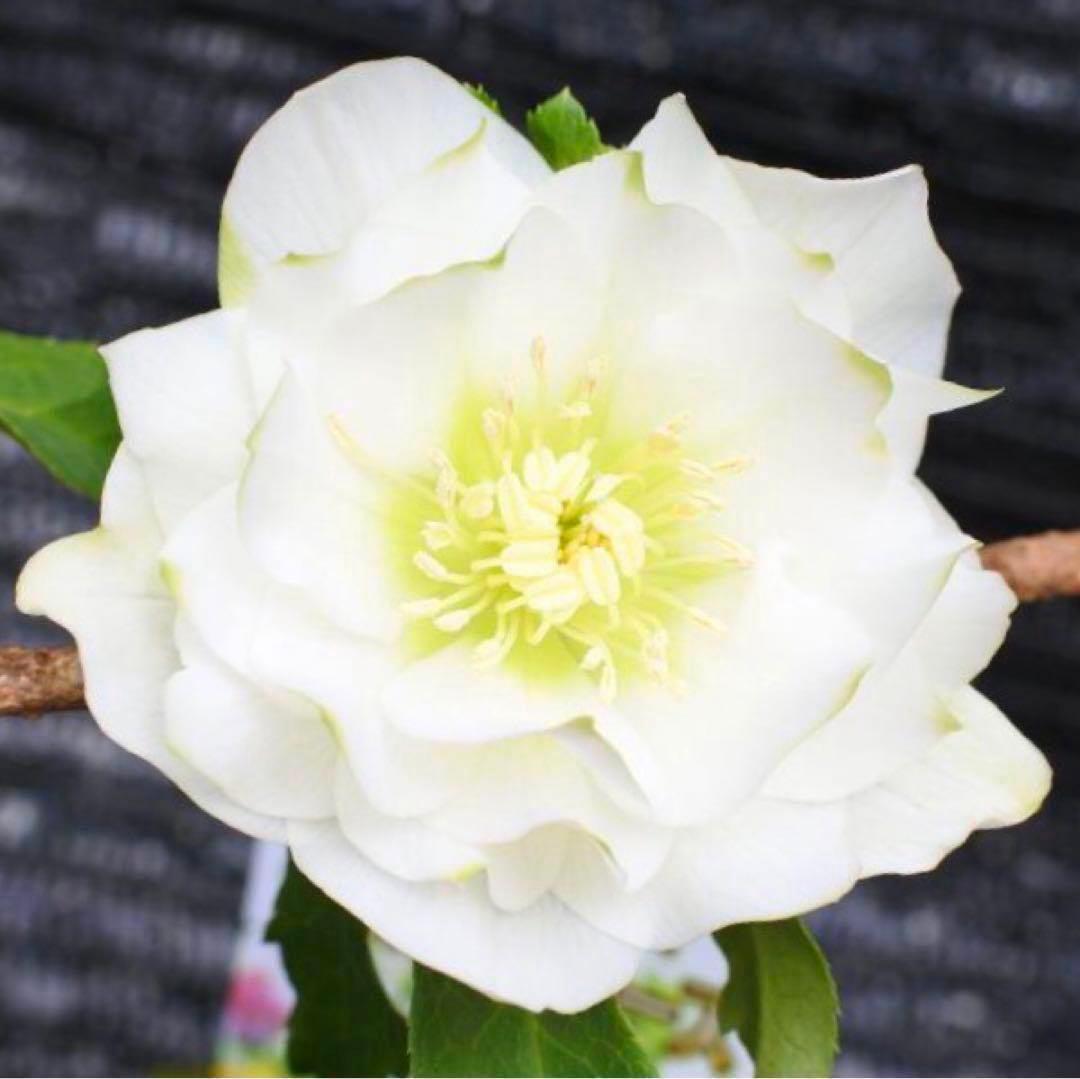 ヒ*イ様 ☘️蕾付き☘️3367⭐️グリーンリップ⭐️ 曽田園芸⭐️