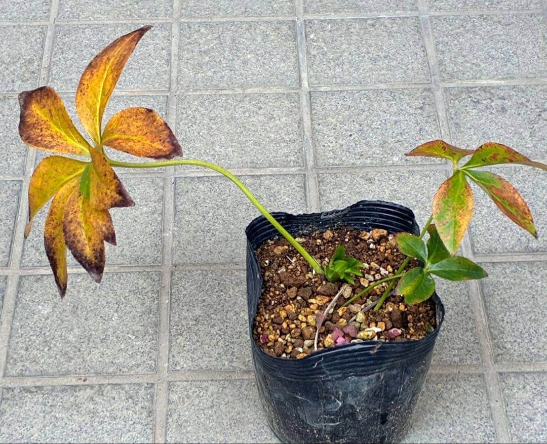 ヒ*イ様 ☘️蕾付き☘️3367⭐️グリーンリップ⭐️ 曽田園芸⭐️