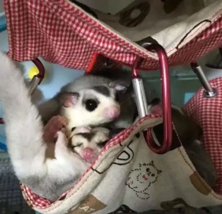 モモンガハウス（ニコちゃん星柄・Ⅱ‐1）   秋・春仕様  1950円