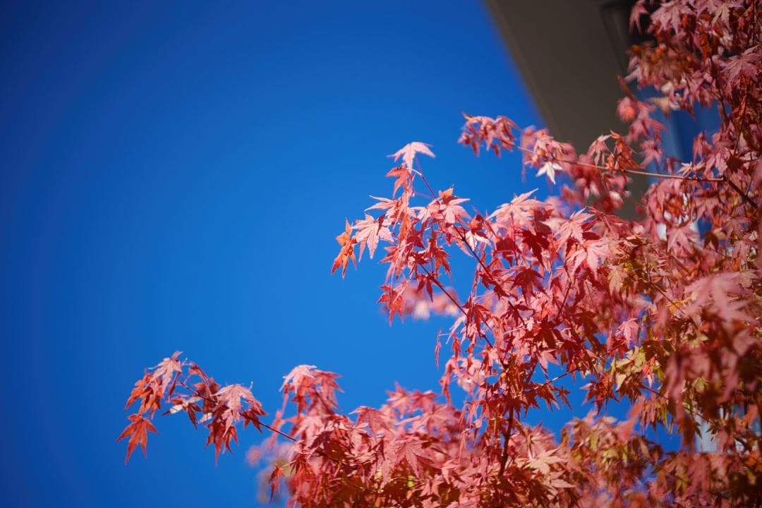 【レア】作例 NIKON NIKKOR-S Auto 1:2 f=5cm 9枚絞